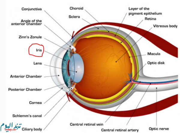 الجزء المسؤول في العين عن تجميع الضوء الداخل إلى العين
