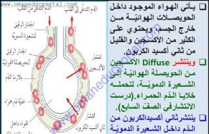 ملخص وحل انشطة درس تبادل الغازات في العلوم للصف الثامن الفصل الثاني