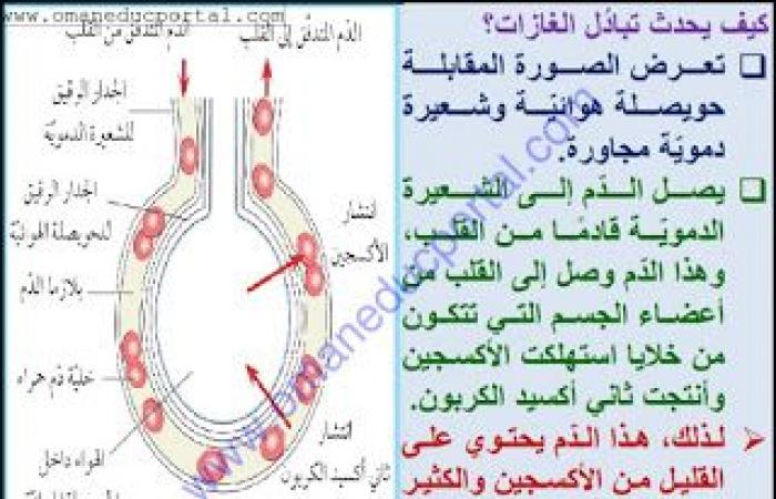 ملخص وحل انشطة درس تبادل الغازات في العلوم للصف الثامن الفصل الثاني