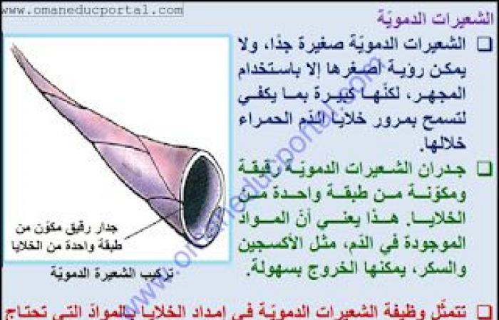 ملخص وحل انشطة درس الأوعية الدموية في العلوم للصف الثامن الفصل الثاني