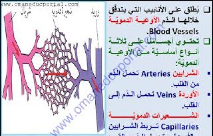 ملخص وحل انشطة درس الأوعية الدموية في العلوم للصف الثامن الفصل الثاني