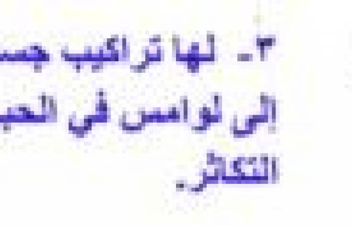 تم الإجابة عليه: فسر لماذا ينتمي كل من المحار والحبار الى الشعبة الرخوية رغم انهما يبدوان نوعين مختلفين من الحيوانات