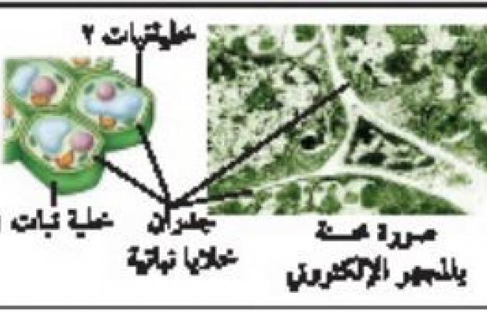 ملخص درس التراكيب الخلوية والعضيات - تركيب الخلية ووظائفها