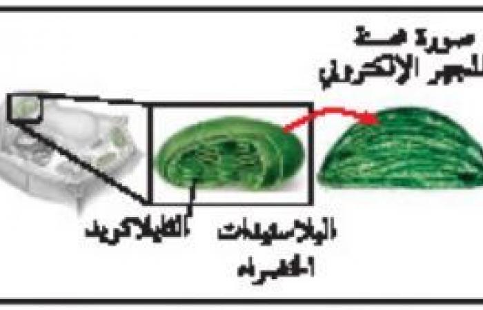 ملخص درس التراكيب الخلوية والعضيات - تركيب الخلية ووظائفها