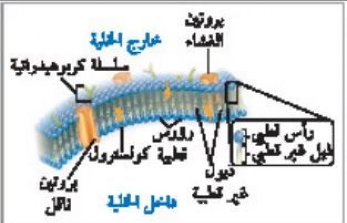 ملخص درس التراكيب الخلوية والعضيات - تركيب الخلية ووظائفها