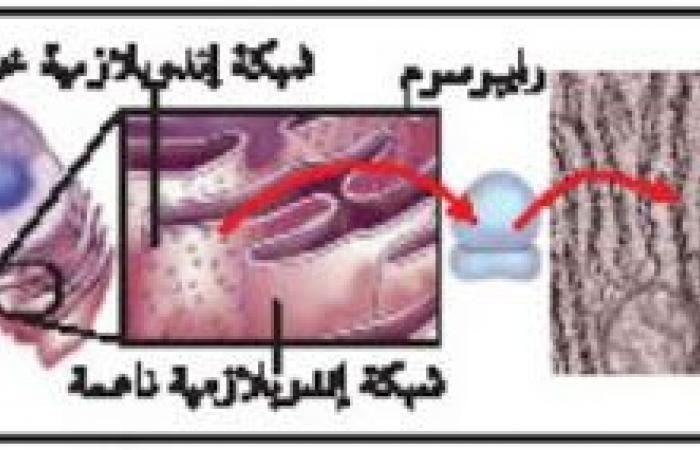 ملخص درس التراكيب الخلوية والعضيات - تركيب الخلية ووظائفها