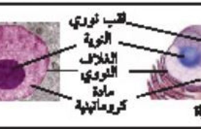 ملخص درس التراكيب الخلوية والعضيات - تركيب الخلية ووظائفها