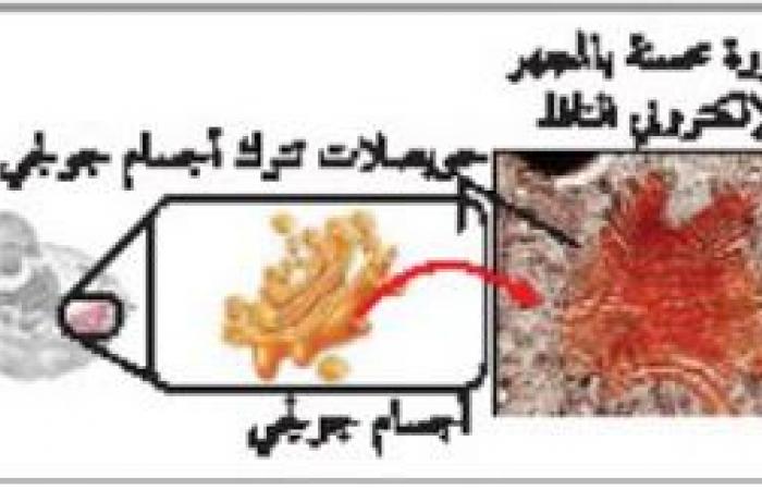 ملخص درس التراكيب الخلوية والعضيات - تركيب الخلية ووظائفها