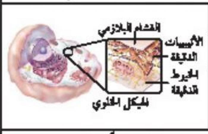 ملخص درس التراكيب الخلوية والعضيات - تركيب الخلية ووظائفها