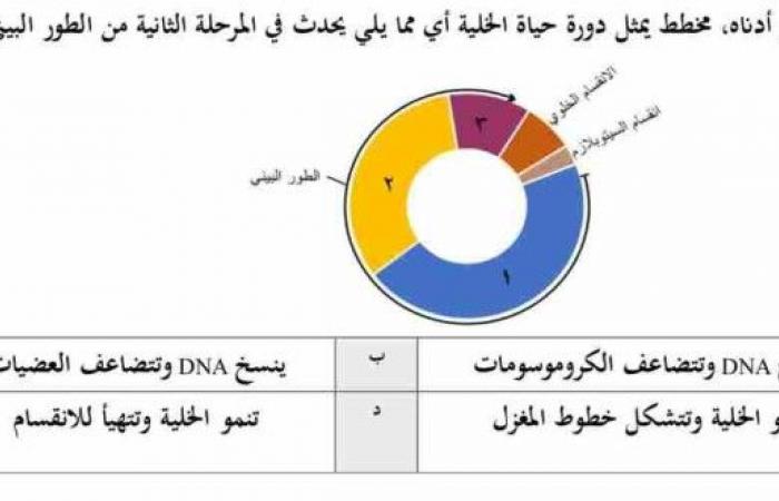 في الشكل أدناه، مخطط يمثل دورة حياة الخلية أي مما يلي يحدث في المرحلة الثانية من الطور البيني؟