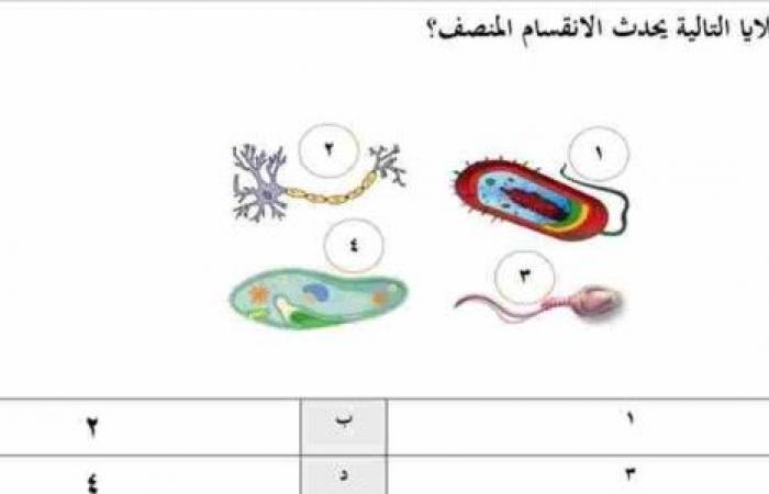 تم الإجابة عليه: في أي الخلايا التالية يحدث الانقسام المنصف؟ ١ ٢ ٣ ٤