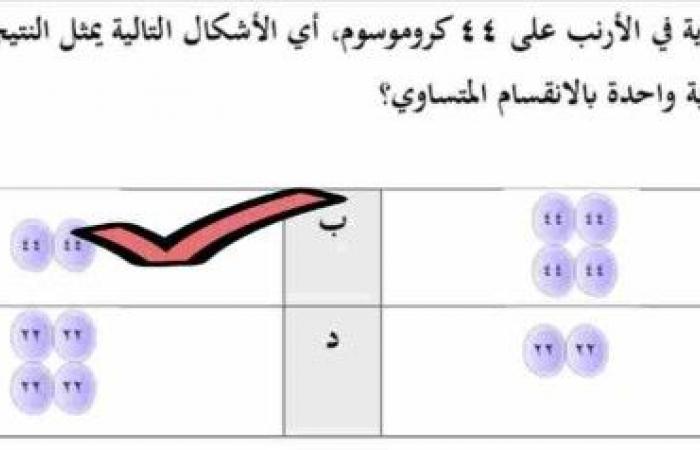 تحتوي الخلايا الجسدية في الأرنب على ٤٤ كروموسوم، أي الأشكال التالية يمثل النتيجة النهائية لانقسام خلية جسدية واحدة بالانقسام المتساوي؟